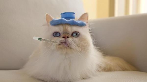 Cum se transmite leucemia virală a pisicilor? Simptomele și tratamentul