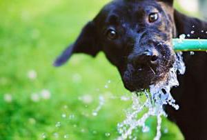 Câinele bea multă apă: motivul, norma