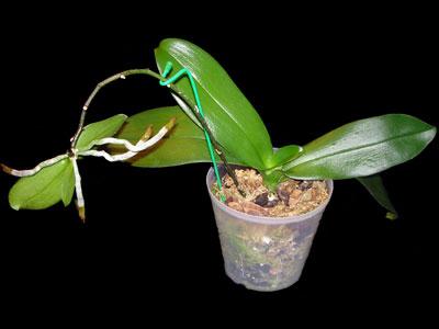 Cum să plantezi o orhidee acasă?