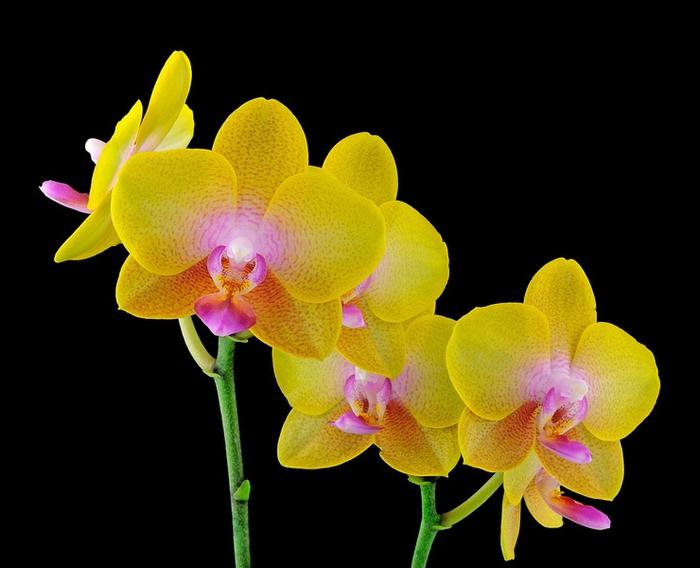 Pot transplanta o orhidee înfloritoare