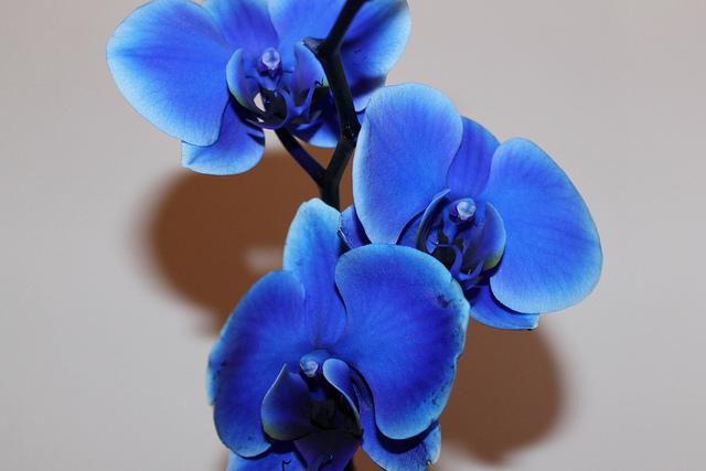 Blue Orchid Care