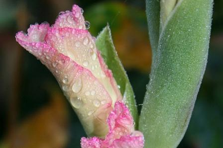 Caracteristicile de puterea de flori: atunci când dressing de top de gladiolus