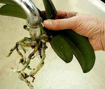 Caracteristicile conținutului epifitelor: cum să transplantăm o orhidee acasă.