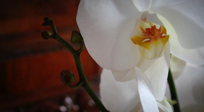 Vedere exotică: ceea ce visă orhideea