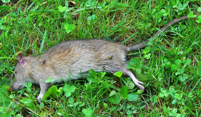 Ce este visul unui șobolan mort: sensul somnului