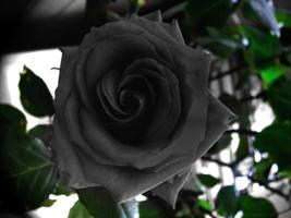 negru trandafiri