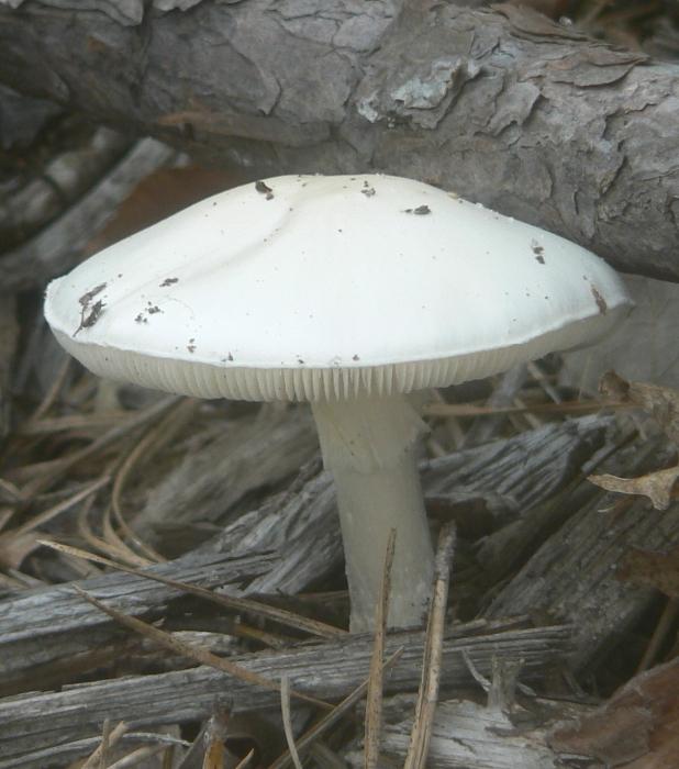 să visezi la o ciupercă albă