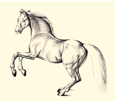 Acum hai să vorbim despre cum să desenezi un cal în creion pas cu pas