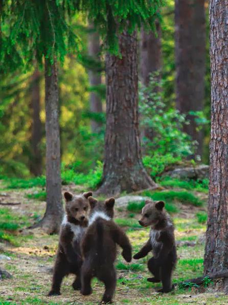 "Trei urși" - o imagine care glorifică frumusețea naturii rusești