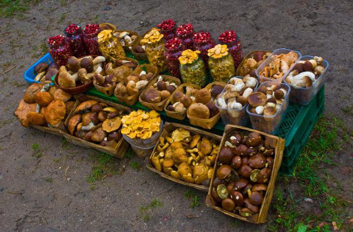 Cum de a alege ciuperci: comestibile și necomestibile în regiunea Kharkov