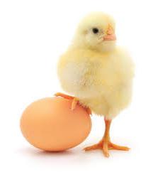 Beneficiile și răul de ouă de pui sunt mituri și realitate